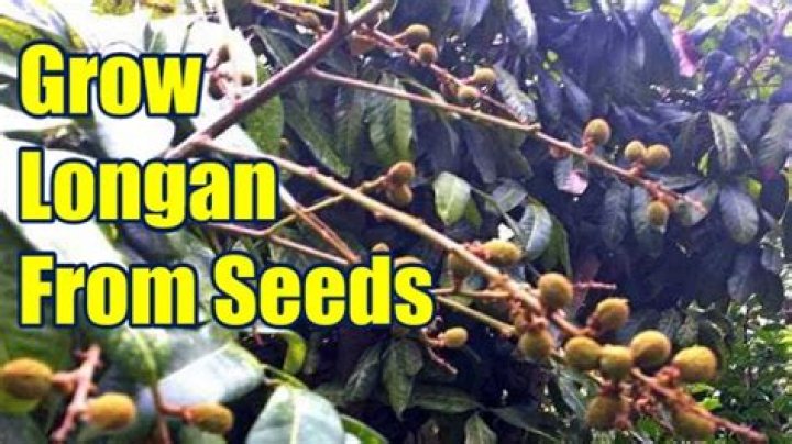 Can I grow longan from seed?