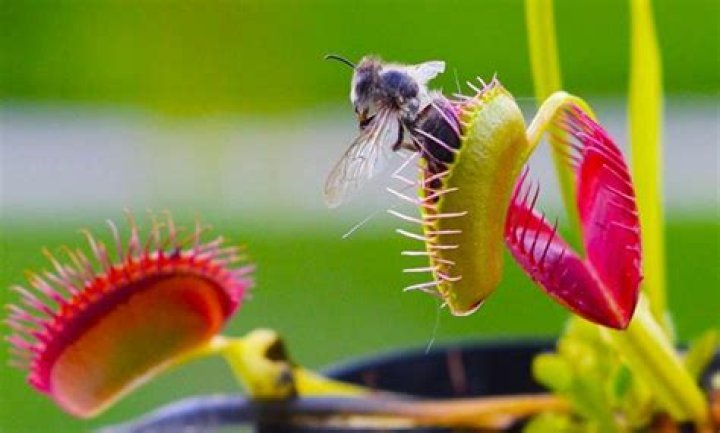 How did carnivorous plants evolve?