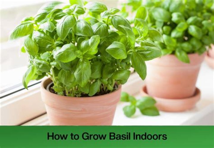 How do you grow sweet basil indoors?