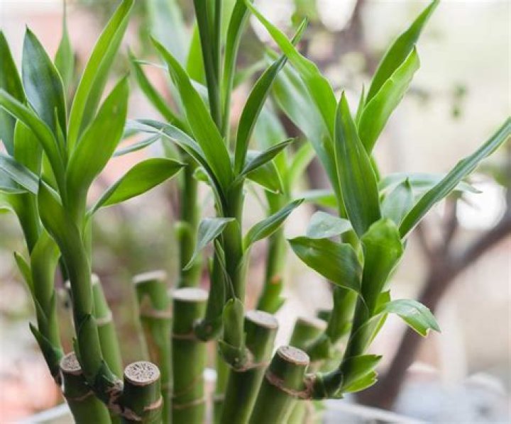 How do you water an indoor bamboo plant?
