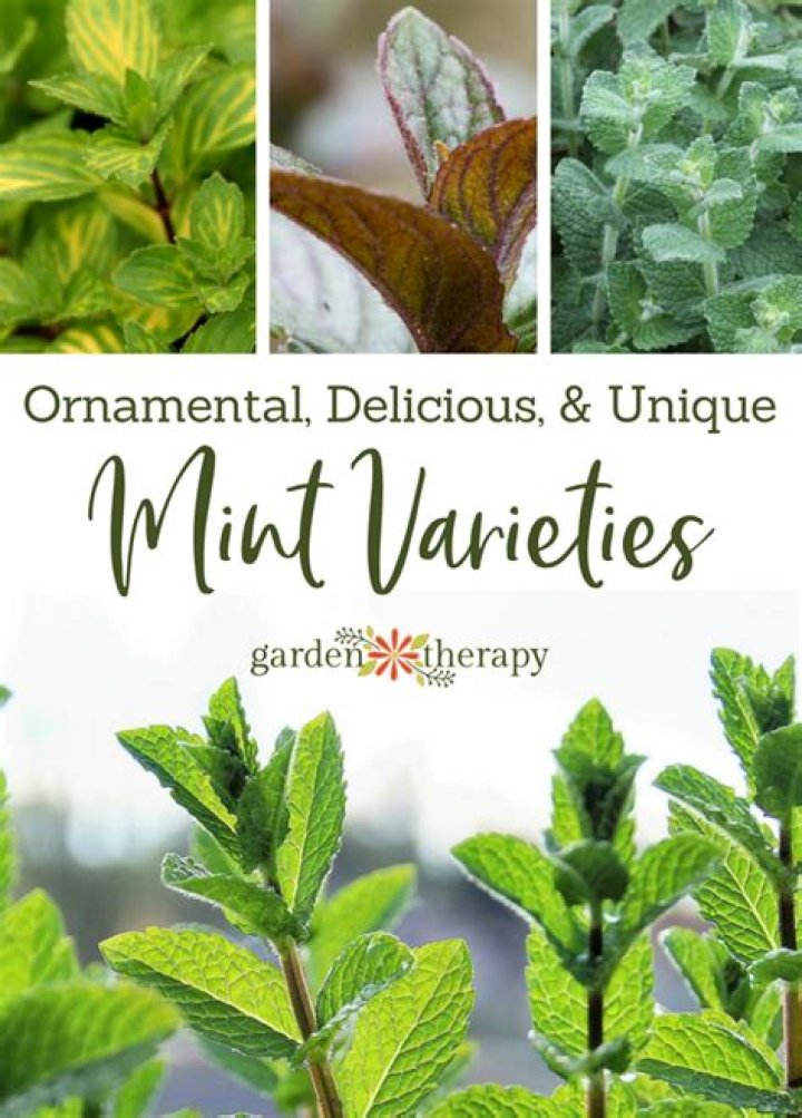 How many types of mint are there?