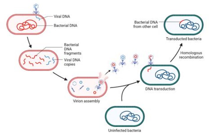 What is a process by which bacteria reproduce asexually?
