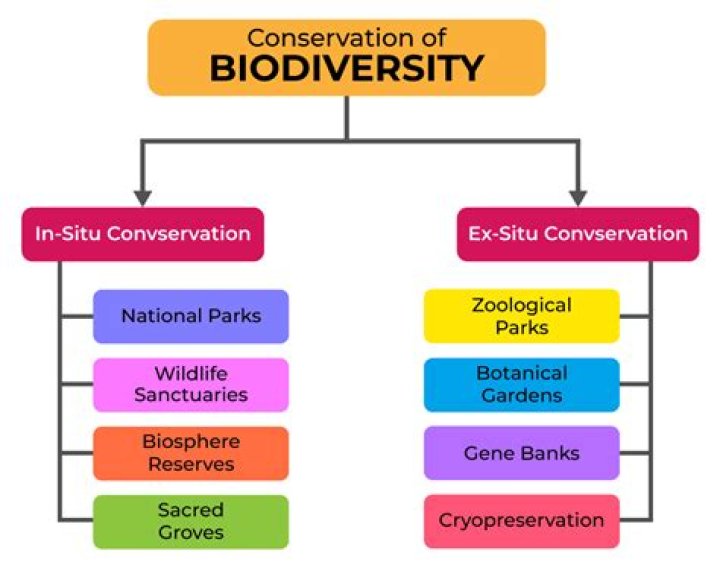 What is biodiversity explain with examples?