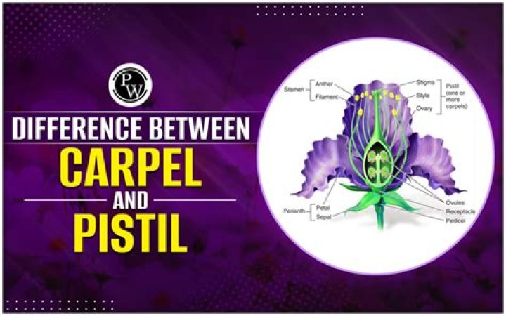 What is the difference between gynoecium and carpel?